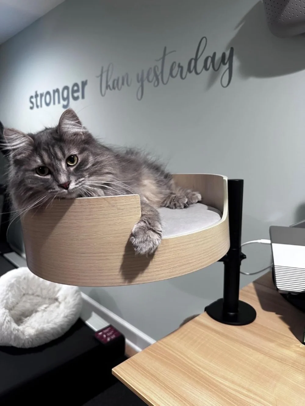 The Original Desk Mounted Cat Bed $179 amazon
